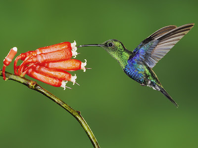Wide screen humming bird sketches pc wallpapers