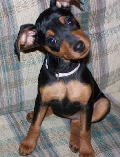 Miniature Pinscher Puppy Pictures