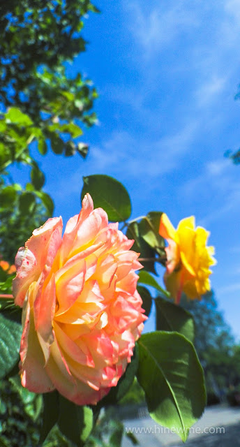 5tips flowers photography skill tips，18 rose flower in the sunshine pictures