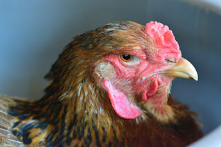 Closeup of a brahma mix hen in Costa Rica