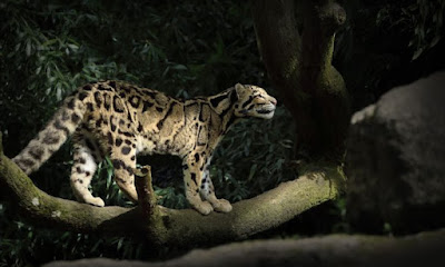 Elusive Clouded Leopard Caught on Camera at High Altitude Himalayan Forest