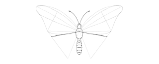 how-to-draw-butterfly-2-11