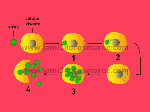 les étapes de multiplication virale