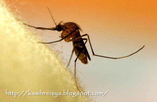 Kasih Reisya™: cara memerangkap nyamuk