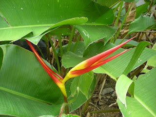 Heliconia latispatha