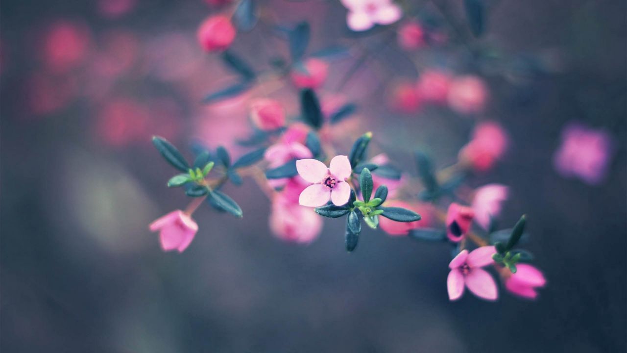 Wallpaper Flowers Bloom Blur