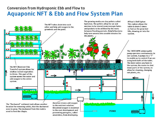 ... ebb and flow system to an aquaponics NFT and ebb and flow system