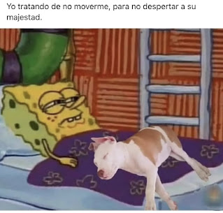 memes dominicanos,memes en español,memes latinos,memes sad,memes graciosos,consejos de leyla,memes,memes divertidos,chistes,imagenes divertidas,