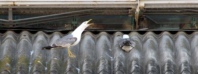 Gulls on the roof, Mercato Centrale, Livorno