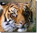 tigerhead21_thumb
