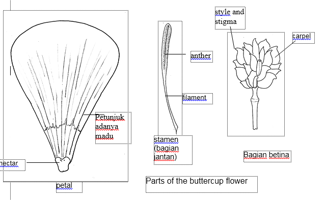 Struktur Bunga ~ Scientists Biology