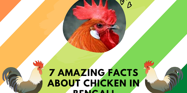 মুরগীর আকর্ষণীয় সাতটি ফ্যাক্ট | amazing facts about Chicken in bengali