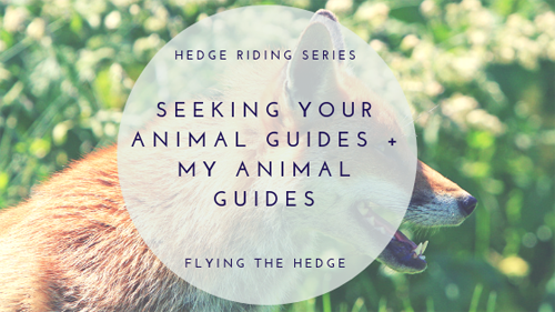 Seeking Your Animal Guides + My Animal Guides