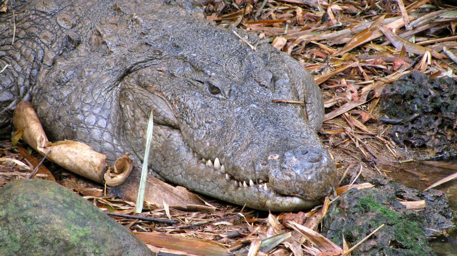 Indian Biodiversity Talks: Human babies as crocodile bait: hunting