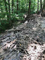 June 2021 logging activity Roaring Rock Park close to Brass Castle Creek