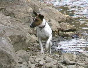 Smooth Fox Terrier