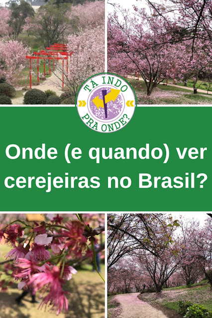 Onde (e quando) ver a florada das cerejeiras no Brasil?