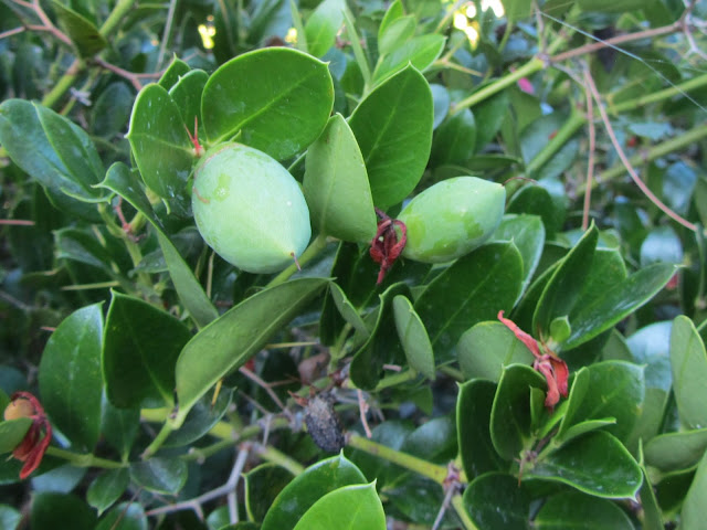 Frutti Immaturi Carissa macrocarpa