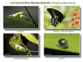 Life Cycle of Blue Mormon Butterfly