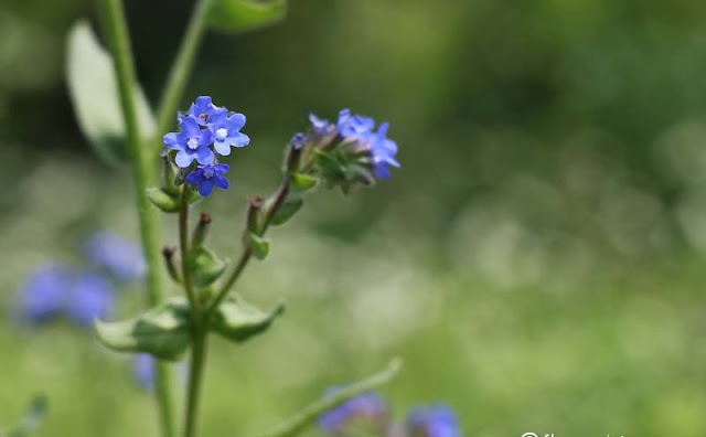 Anchusa Officinalis Flowers Pictures