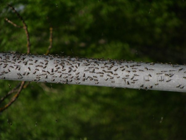 Huge swarms of mosquitoes invade Mikoltsy