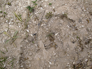 Melanopsis, Castrillo del Val, Burgos