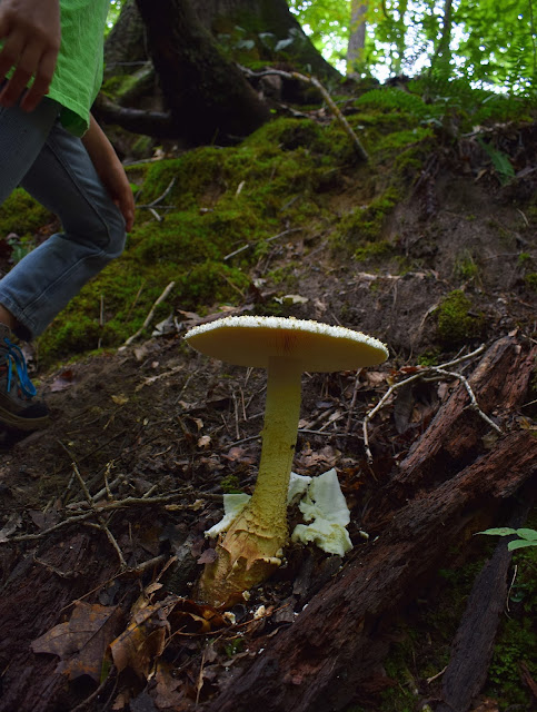 white large giant mushroom