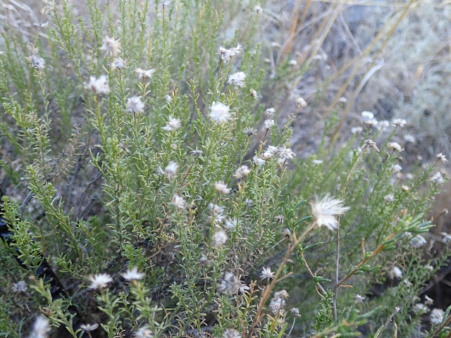 Chrysocoma ciliata