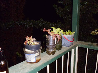 Lettuce on railing