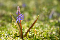 ligeti csillagvirág (Scilla vindobonensis)