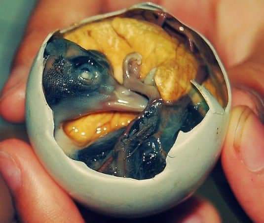 Balut : Cungkil, cicah dan terus telan