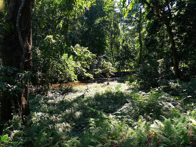 Habitat of Cryptocoryne retrospiralis 