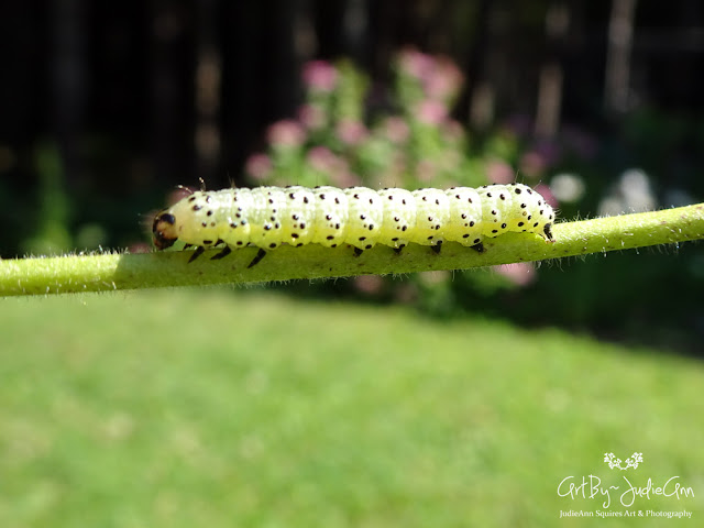 Green Pyrrhia Caterpillar