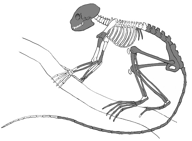 Researchers announce discovery of oldest-known fossil primate skeleton