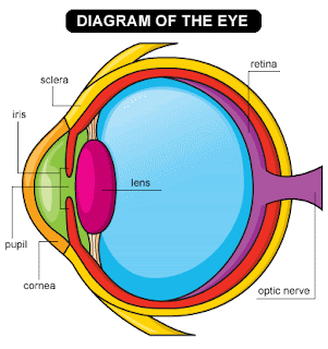 Parts of the eye