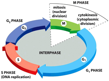 Interphase stages