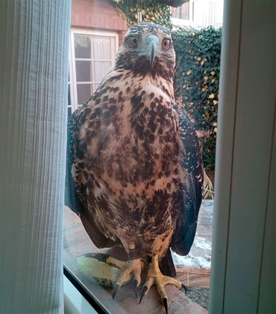 gran rapaz, aguila, en el alféizar de la ventana