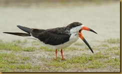 Black Skimmer