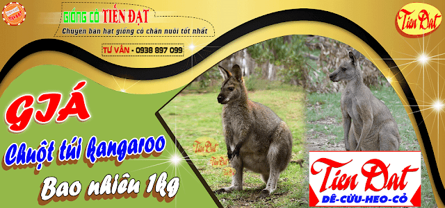 Giá chuột túi kangaroo bao nhiêu tiền 1kg mới nhất