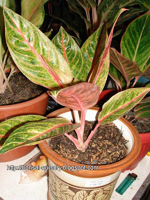 Aglaonema - My love