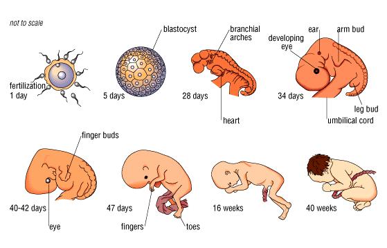 Konsep Penting Tempat Perkembangan Embrio Ovovivipar