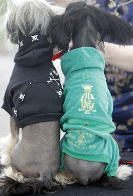 funny dog clothing