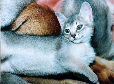 Blue Abyssinian Cat