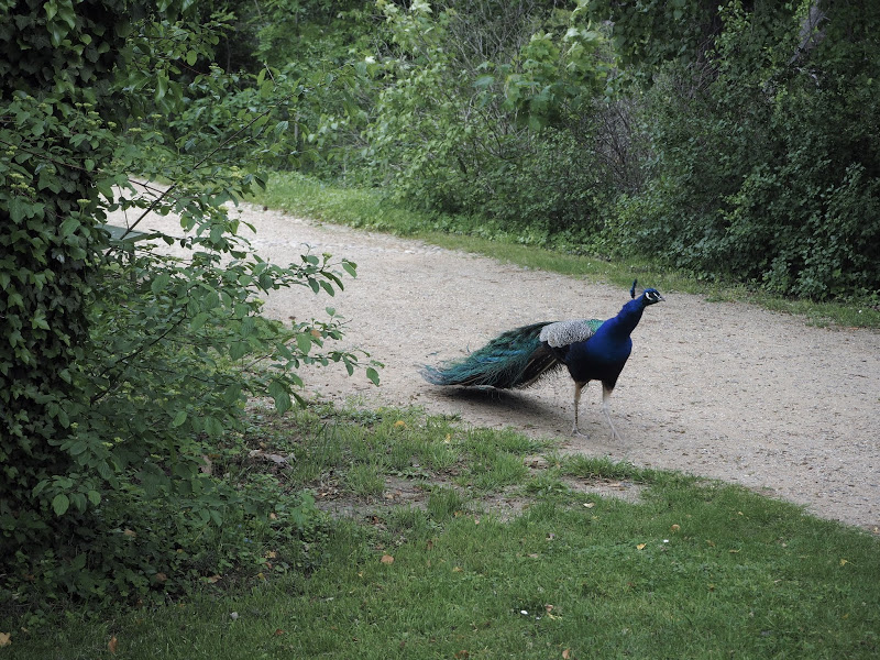 La isla de los pavos reales en Berlín