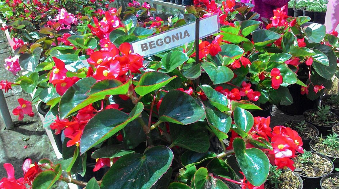 Nikmati Indahnya Kebun Bunga  di Taman Begonia  Lembang Bandung