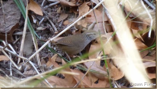 Sinaloa Wren_013