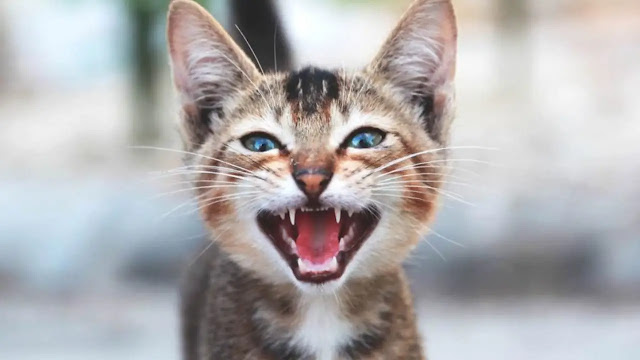 The Significance and Causes of Loud Cat Meowing