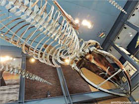 Esqueleto de KOBO en el Museo de las Ballenas de New Bedford