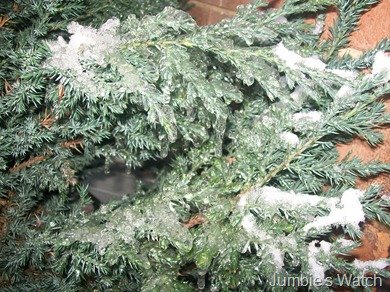 Fir with ice
