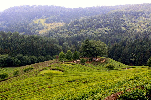 Boseong Green Tea Fields